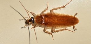 Pest Control Services Charleston SC