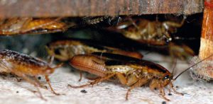 Pest Control Charleston SC