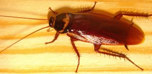 Pest Control Service