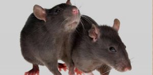 Rodent Control Charleston SC
