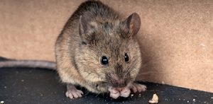 Rodent Control Service Charleston SC
