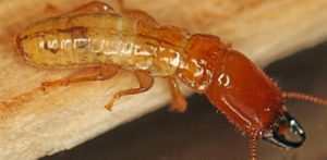 Termite Pest Control Charleston SC