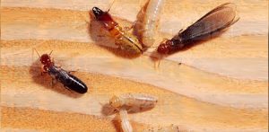 Termite Control Charleston SC