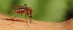 Mosquito Control Service Charleston, SC