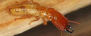Termite Pest Control Charleston SC